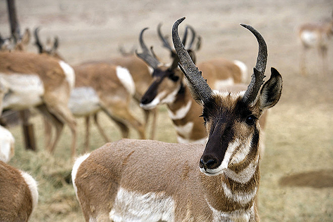 Carta de México | México reintroduce especies animales que estuvieron