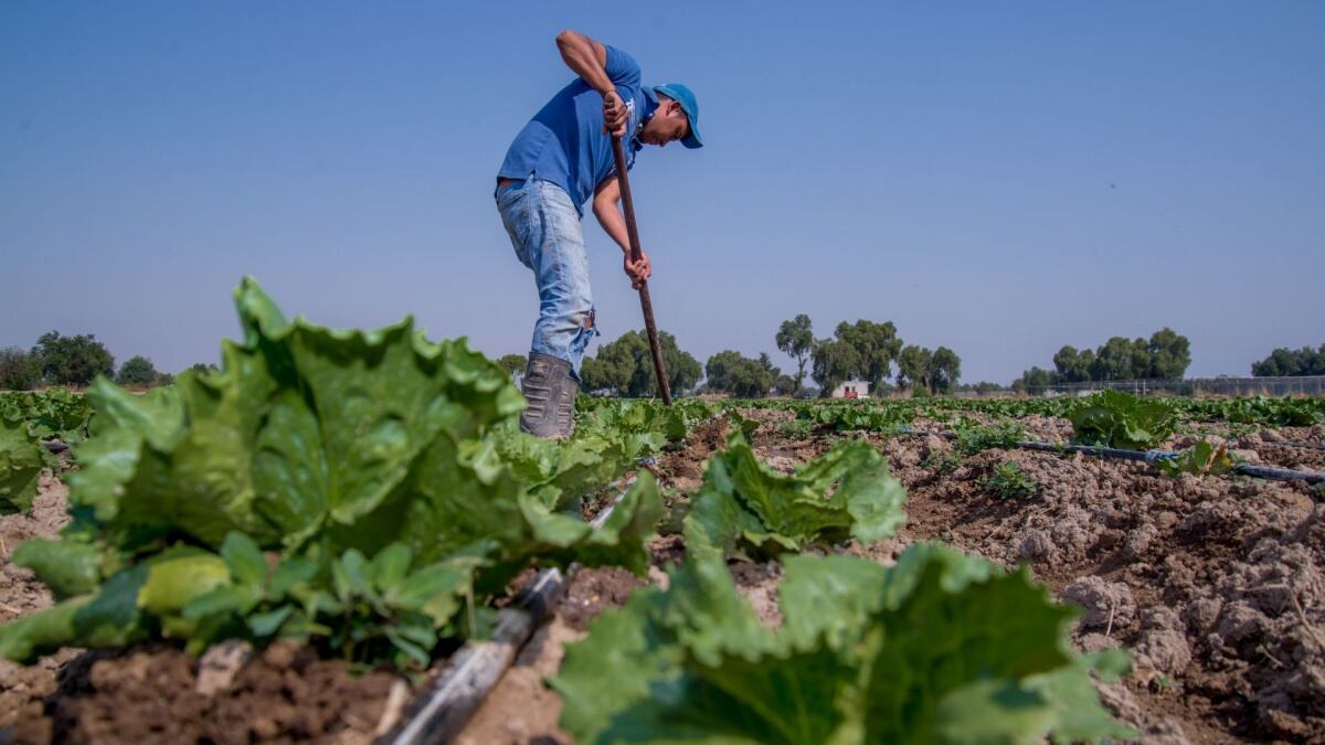 Brote de diarrea explosiva: México y EU descartan presencia del parásito Cyclospora en lechugas mexicanas