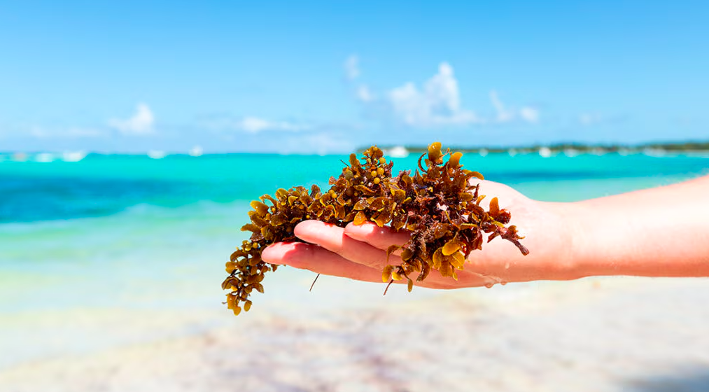 Buscan nueva estrategia para limpiar el sargazo de las playas de Quintana Roo