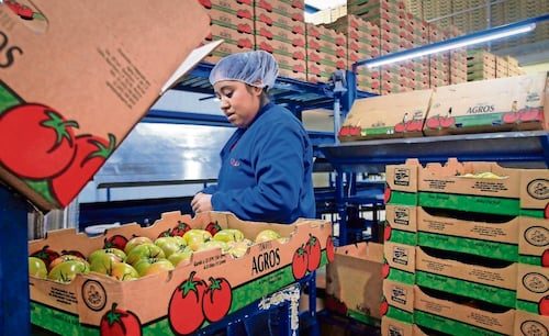 Cae la exportación de jitomate  mexicano a EU