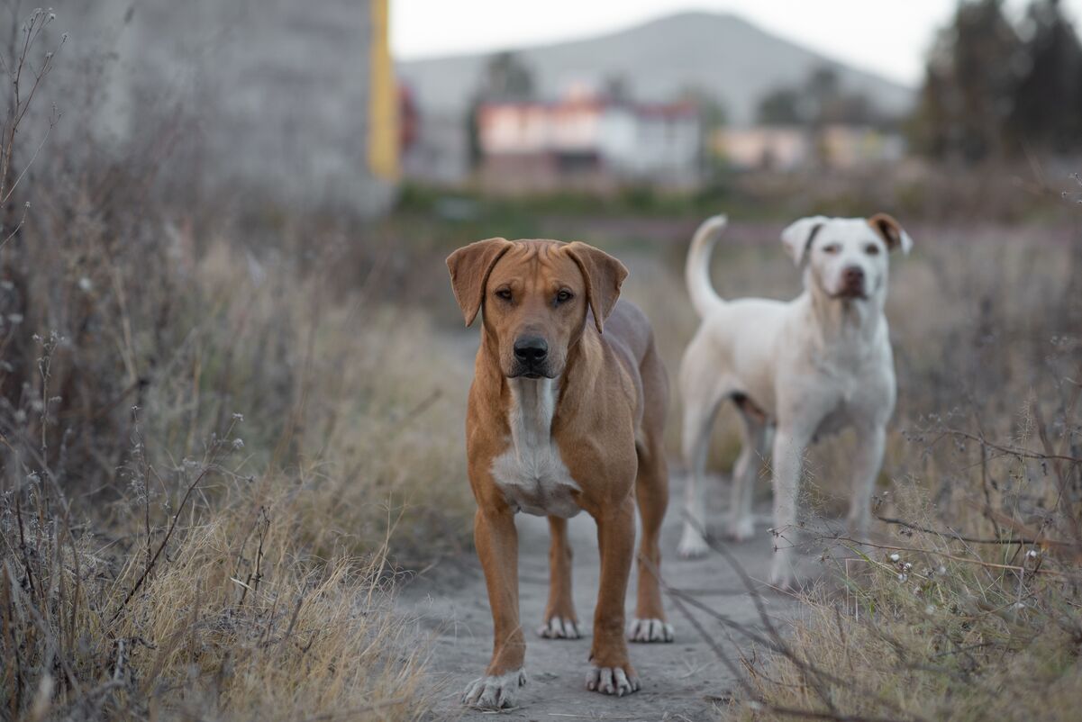 Día del perro: el poema en náhuatl que recuerda lo sagrado de este compañero
