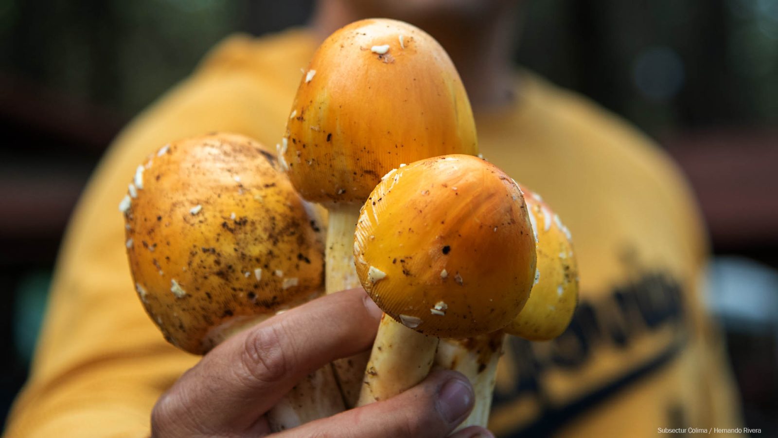Feria del Hongo Lagunitas: micología, tirolesa y cocina de leña