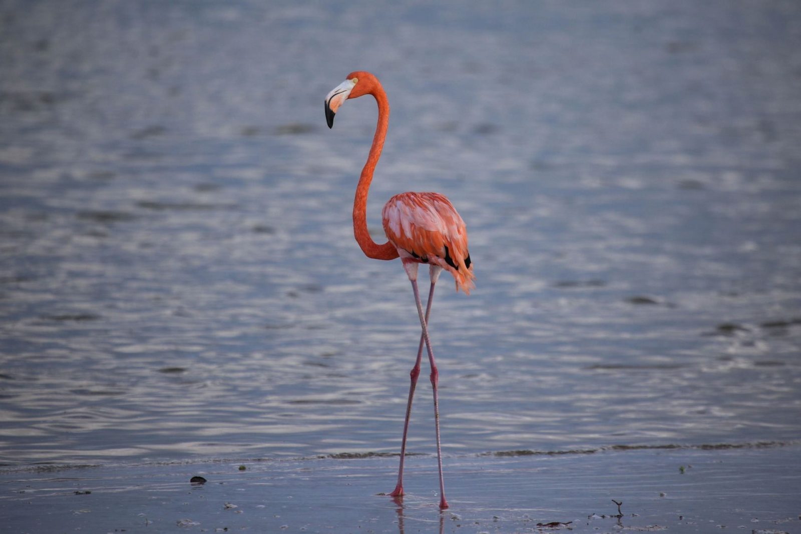 Fondo de Capital Ambiental: clave para la transición ecológica en México
