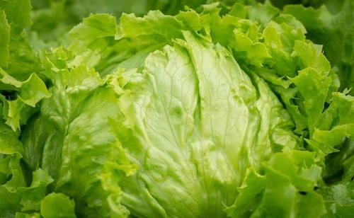 Hallazgo de cyclospora en lechuga mexicana fue un “falso positivo”, dice FDA; sigue investigación por brote de diarrea