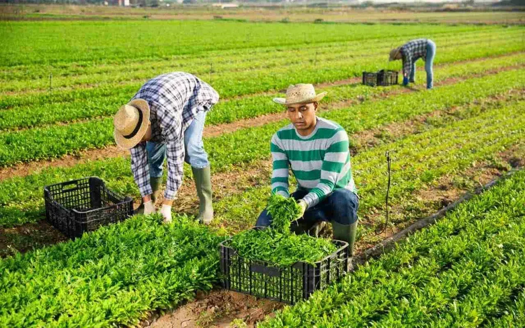 ¡Hay trabajo para migrantes en Florida! Te pagarán 14 dólares por hora