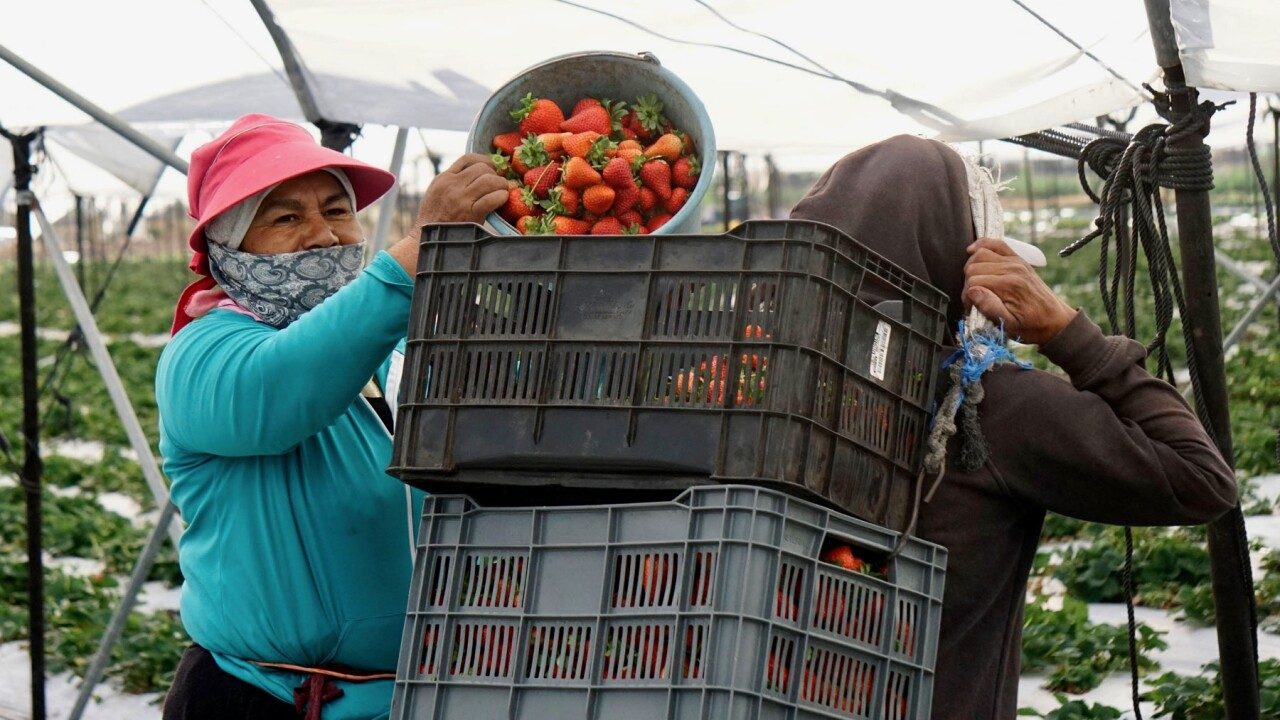 La revisión del T-MEC abre un nuevo frente de EU contra las fresas mexicanas