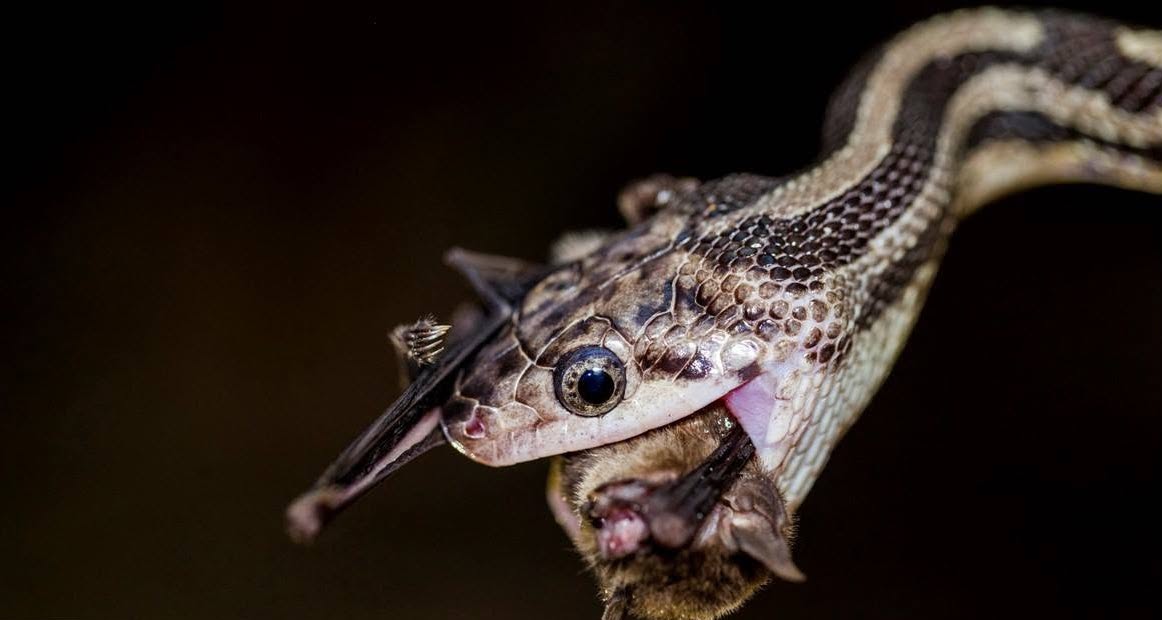 Mosaico Natura México, el Concurso Nacional de Fotografía por la biodiversidad entra en etapa de premiación