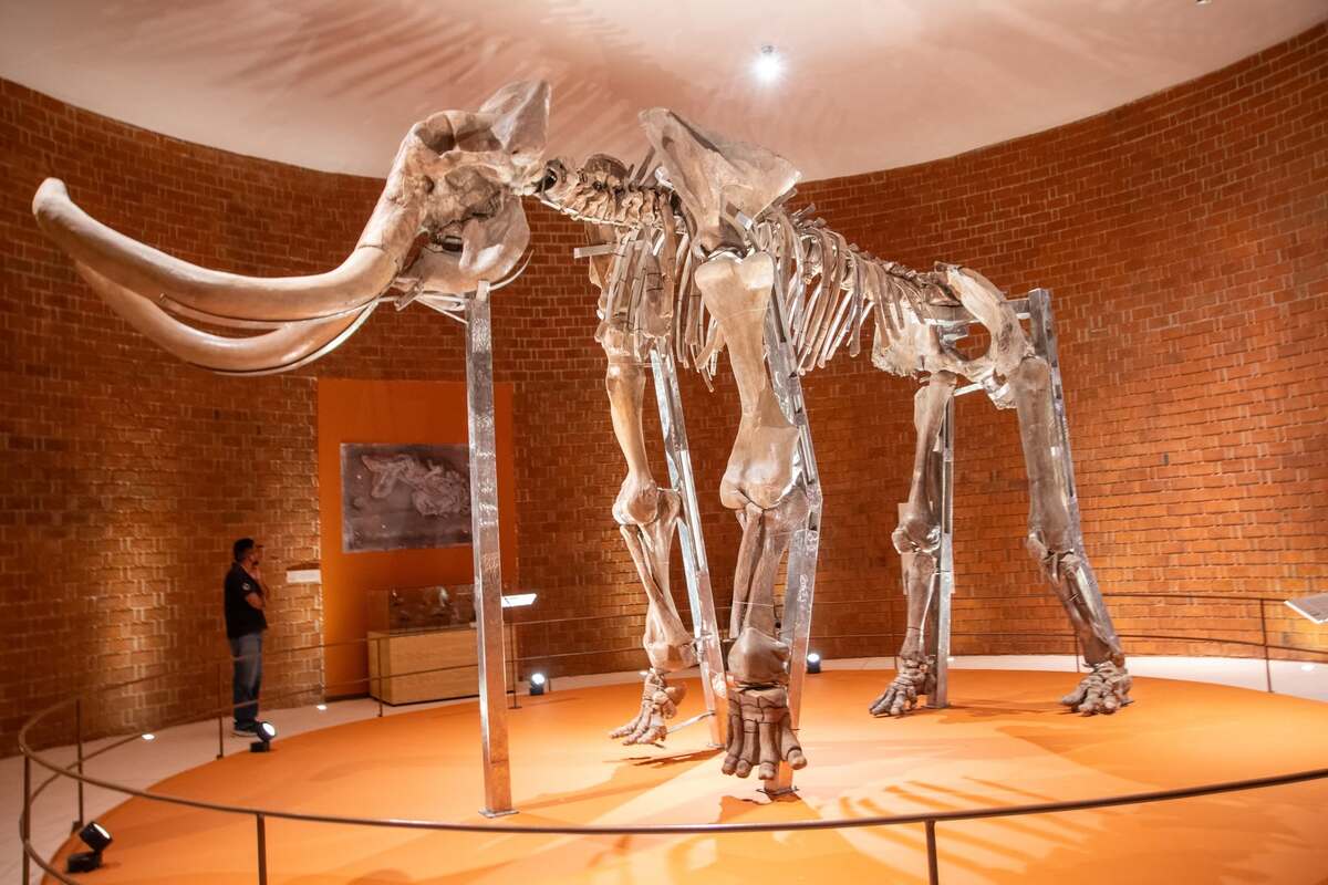 Museo del Mamut de Tultepec ya puede visitarse: horarios, entrada y qué ver