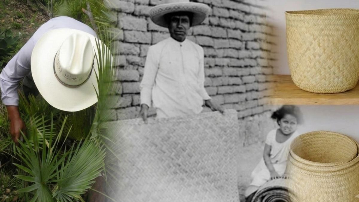 Palma mixteca o soyate: materia prima del petate, canastos, y más artesanías mexicanas