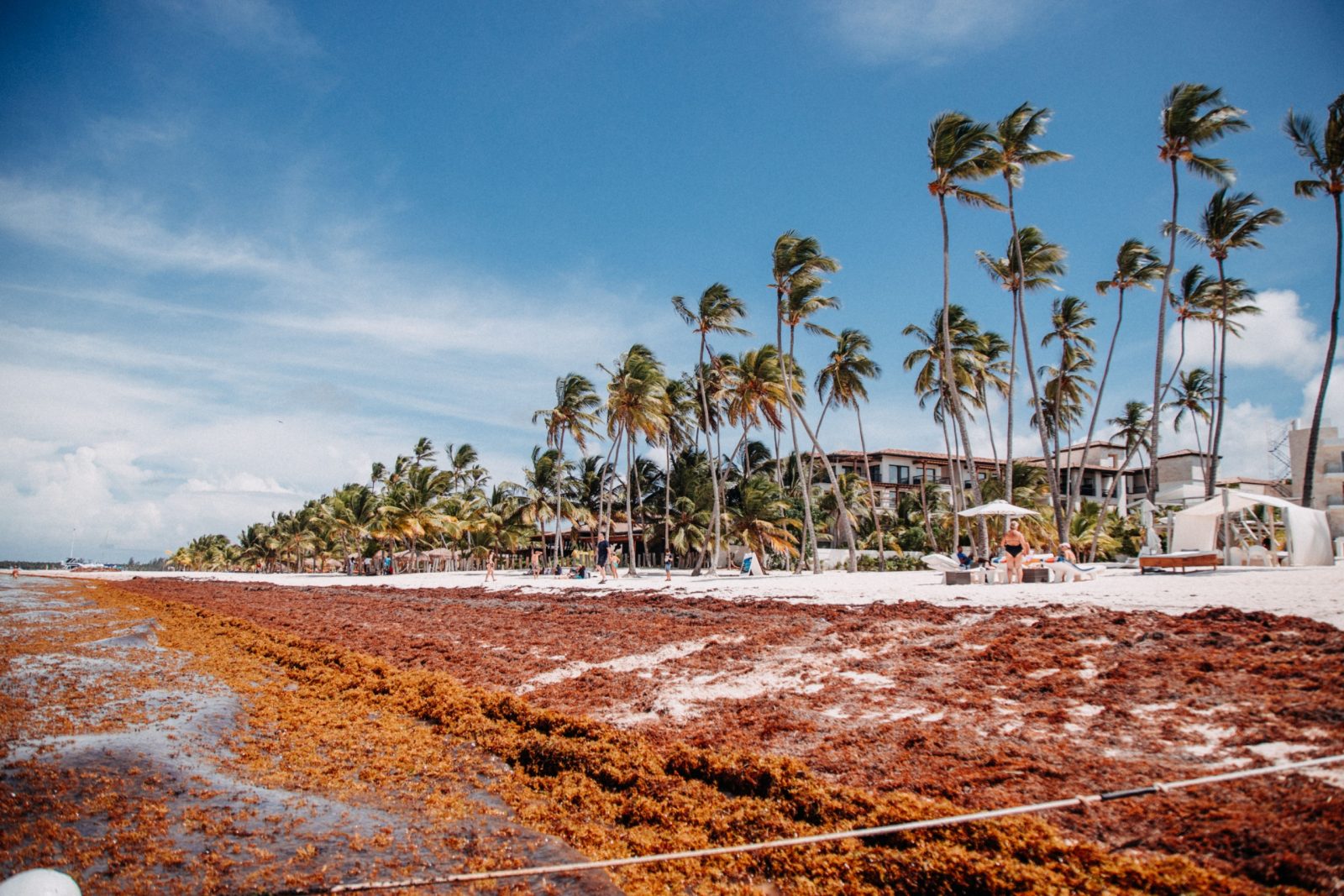 Plan integral contra el sargazo: el Gobierno federal ayuda a rescatar las playas de Quintana Roo