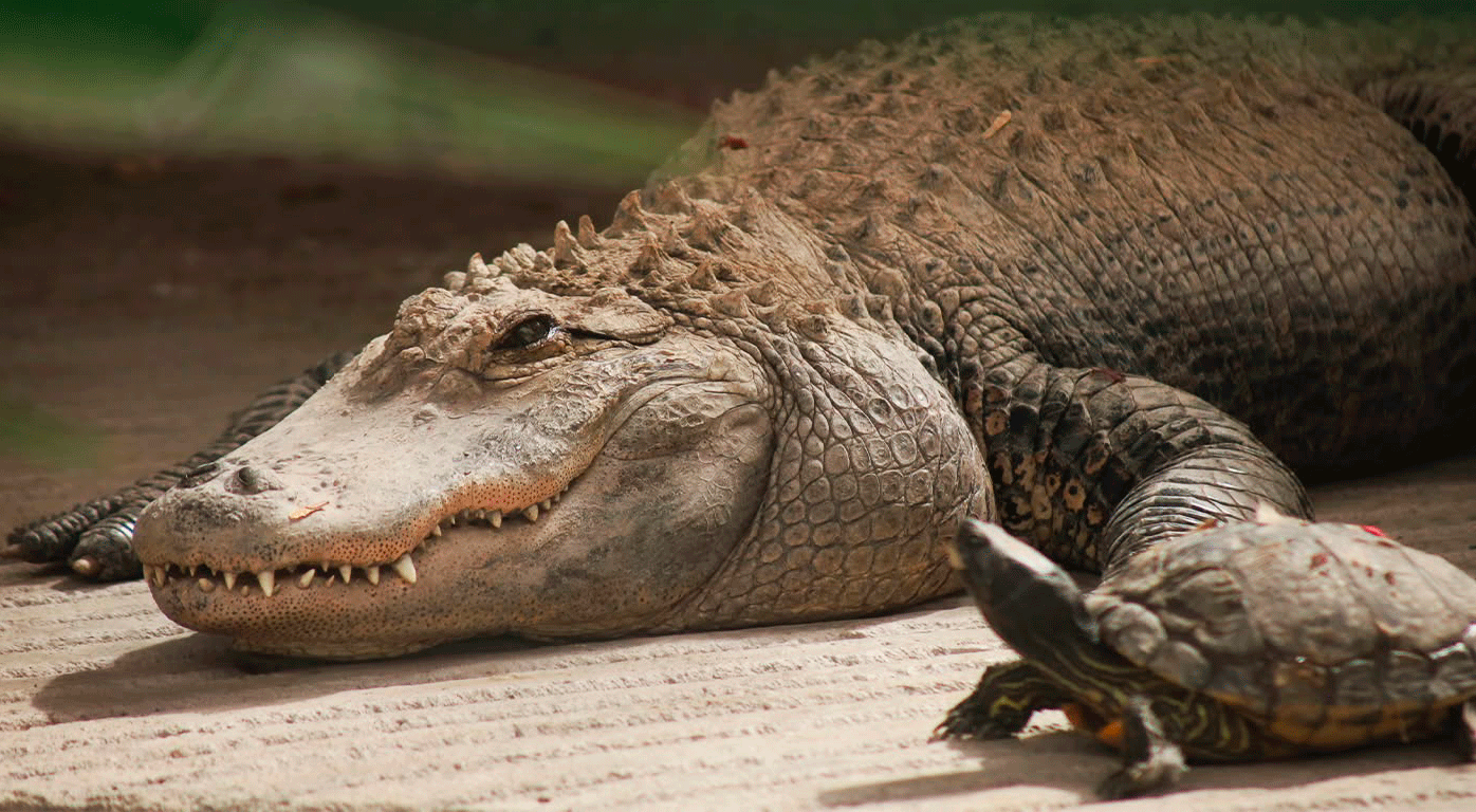 Salva una especie en el Nuevo Wamerú, Querétaro