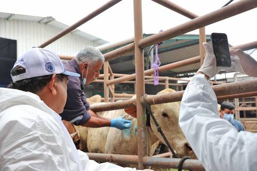 “Tardía e insuficiente”, la estrategia de combate al gusano barrenador