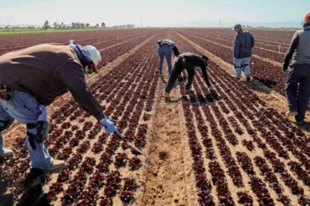 Trabajo para migrantes en Georgia: Hay vacante como agricultor y gana 12 dólares la hora