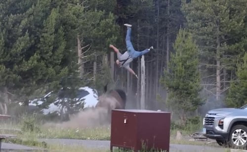 Turista lanzado por los aires por bisonte en Yellowstone, se recupera; fue sometido a cirugía