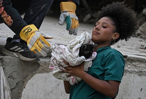 "Un rayo de esperanza"; gato sobrevive tres semanas entre escombros por terremotos en Venezuela