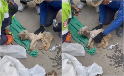 VIDEO: Brigada rescata a perrita tras casi un mes; Laila permaneció enterrada por sismos en Venezuela