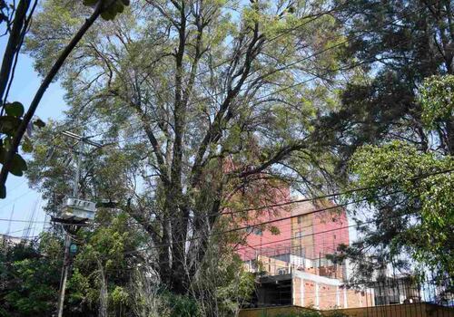 Arranca reforestación urbana en CDMX; van por 1 millón de árboles en banquetas y camellones
