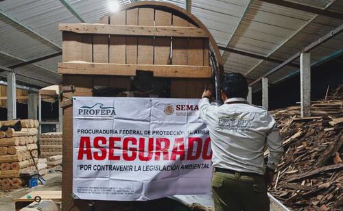 Aseguran 700 metros cúbicos de madera en aserradero de Chiapas; realizan inspecciones contra tala ilegal