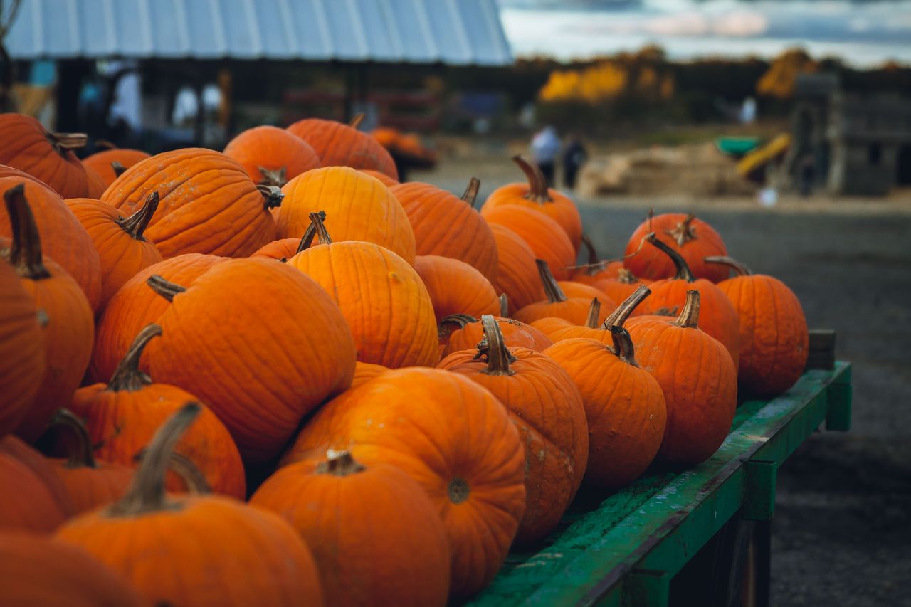 El Festival de Otoño en Cuauhtémoc, un encuentro de culturas en Chihuahua