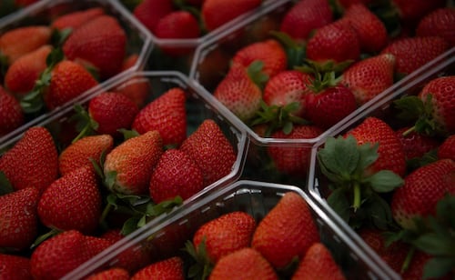 EU impone cuotas compensatorias de hasta 5.28% a fresas mexicanas; acusa competencia desleal