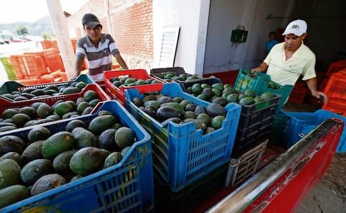 EU reanuda parcialmente inspección de producción de aguacate en Michoacán; mantiene alerta de viaje