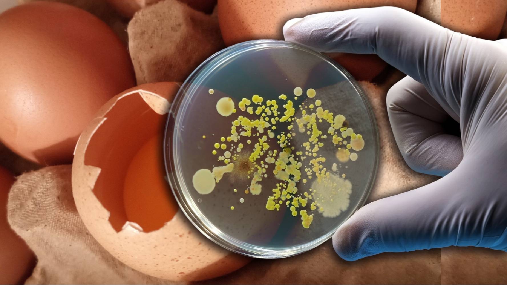 EU retiró en julio 19 millones de huevos de EU por brote de salmonela; advierten de riesgo de muerte