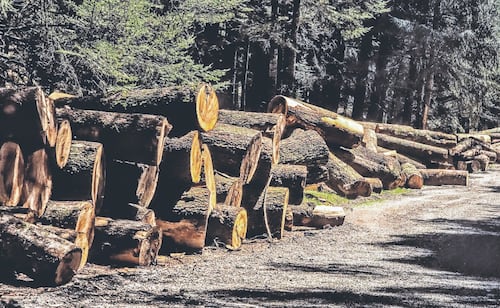 EU toma medidas para permitir la tala de árboles en bosques nacionales; busca construir carreteras