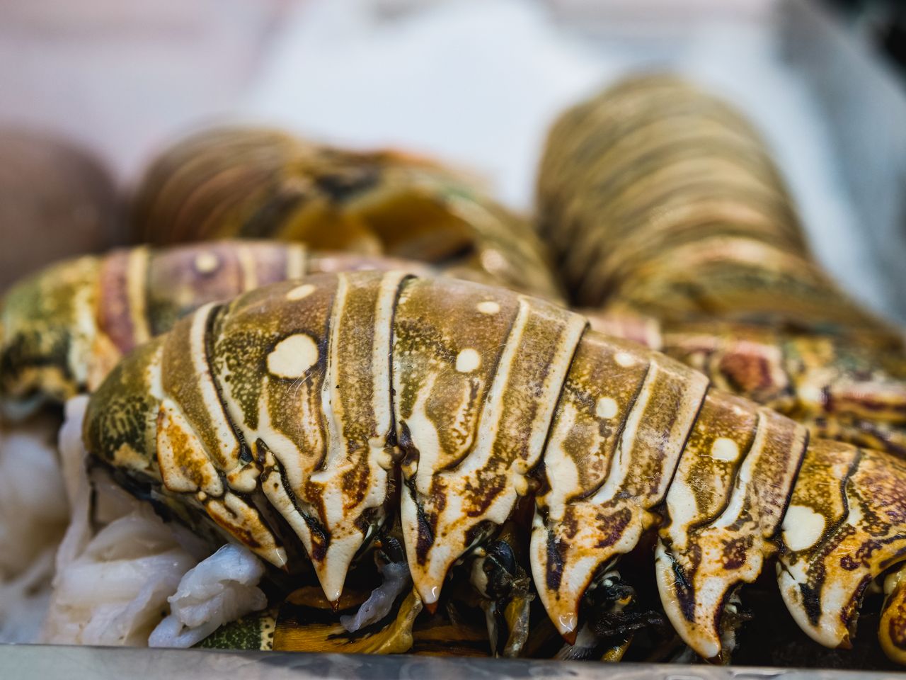 Festival de la Langosta en Tulum: tres días para celebrar el sabor del Caribe mexicano