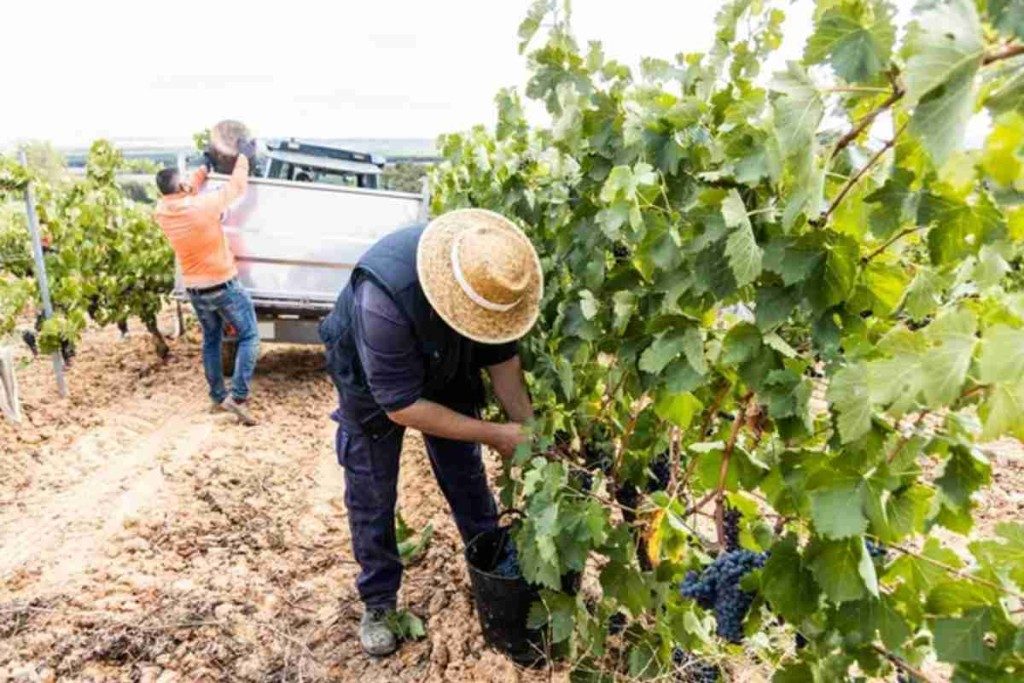 Hay trabajo para migrantes en Florida; aplica para laborar en el campo