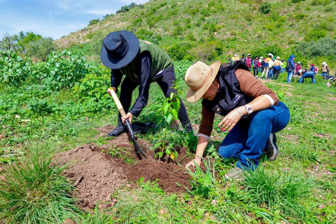 Jornada Nacional de Reforestación 2026: buscan sembrar 6.6 millones de árboles