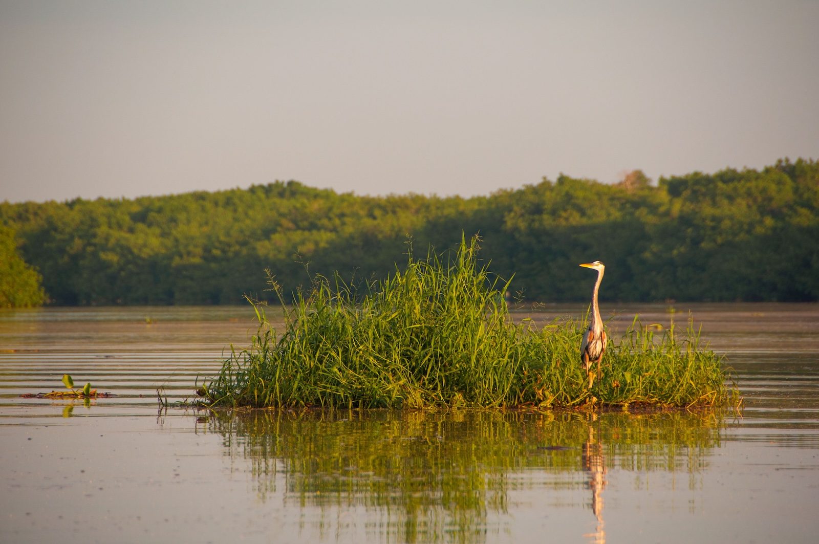 Laguna de Zoquipan, donde las aves toman el cielo de San Blas