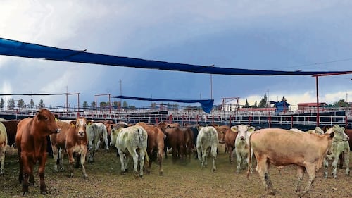 México reanuda la venta de ganado a EU; se establecen limitaciones por gusano barrenador