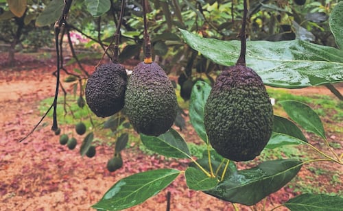 Productores de California piden regular aguacate mexicano; exigen inspecciones más estrictas