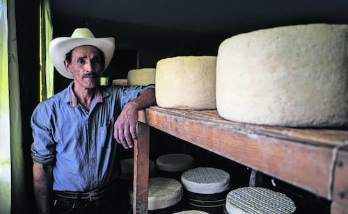 Productores de queso cotija luchan por conservar la tradición artesanal