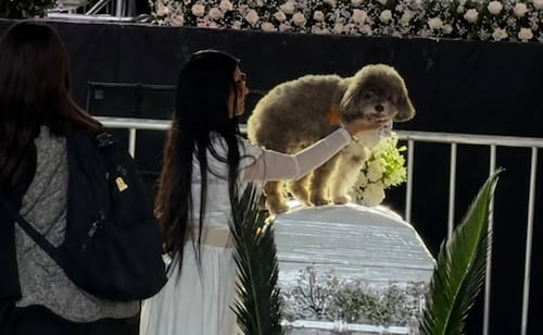"Shalito está muy triste"; perrito Salomón acompaña a Lenny en su último adiós, tras morir protegiéndolo del terremoto en Colombia