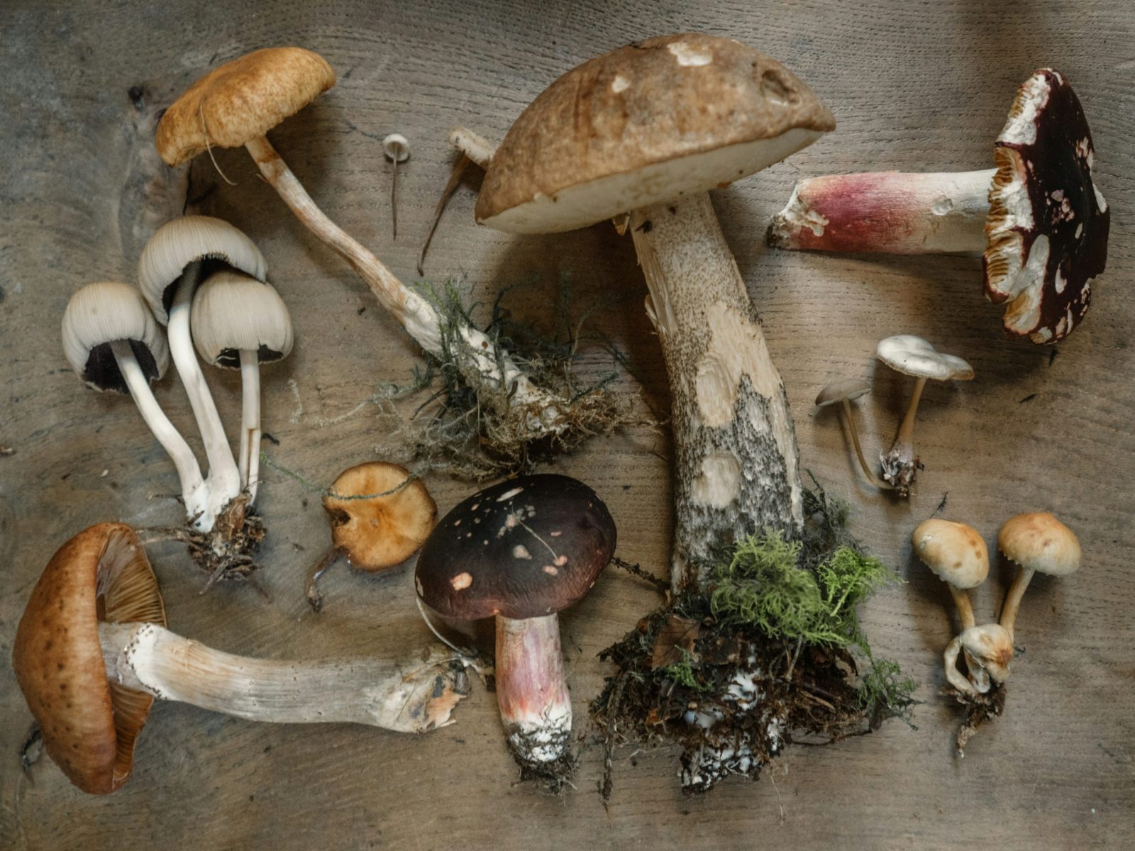 Temporada de hongos en Puebla: guía de ferias y gastronomía