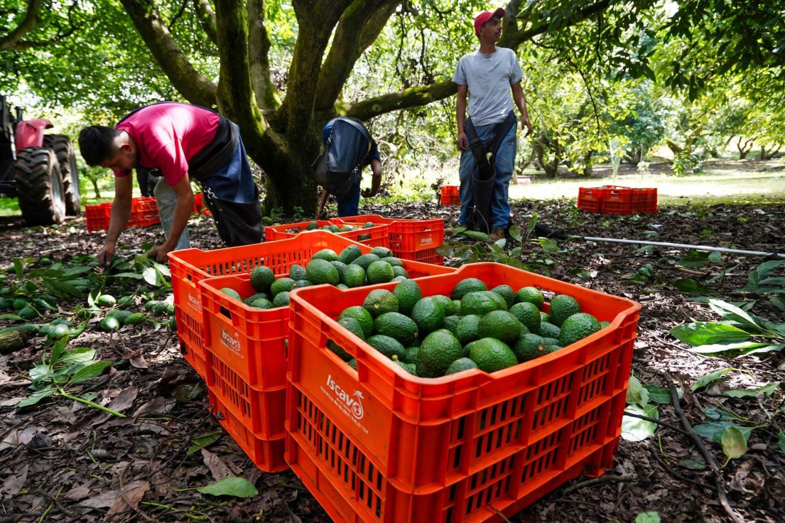 Vuelve el ‘oro verde’ mexicano a EU: Reanudarán inspecciones de aguacate en Michoacán este sábado