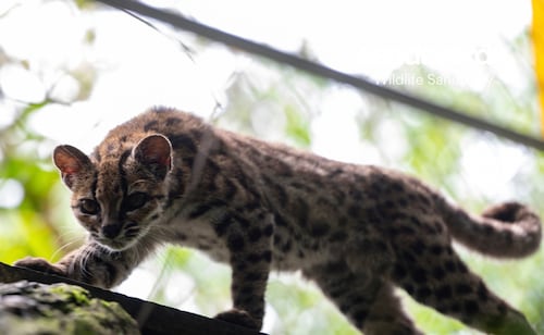 Antisocial, gruñón y único en su tipo, así es Tigrino; bióloga busca fondos para estudiar nuevo felino