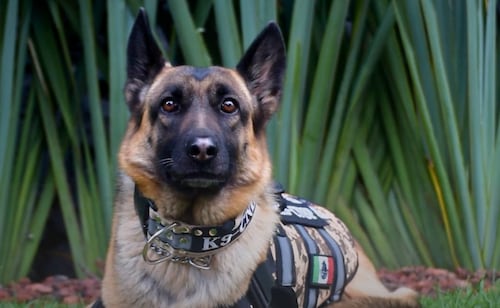 Comisión Nacional suma a "Molly", binomio canino para búsqueda de personas; "pongo mi olfato y mi entrenamiento"