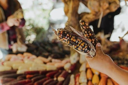 Conmemoran el Día Nacional del Maíz; resaltan la diversidad de sus variedades e historia