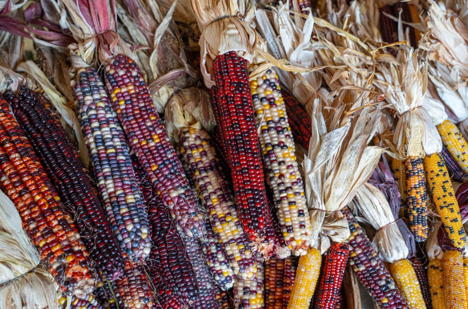 Feria del Maíz en Los Pinos y la Gran Elotiza Nacional llegan a la CDMX