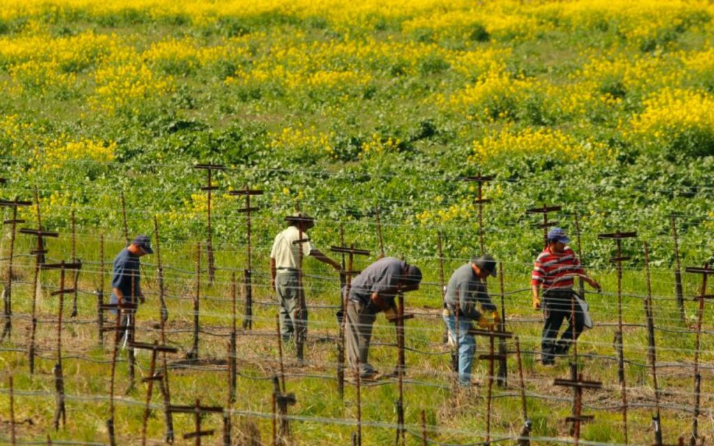 Hay trabajo en California para mexicanos ¡Gana 270 pesos por hora en el campo!