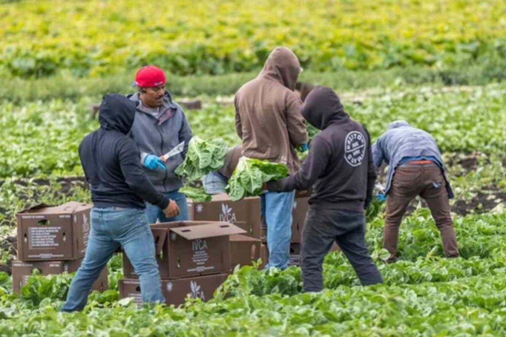¡Hay trabajo en el campo de Nueva York para mexicanos! Pagan 18 dólares la hora