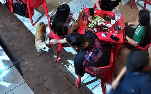 Hombre arroja limón en los ojos de un perrito al interior de una taquería; video desata indignación