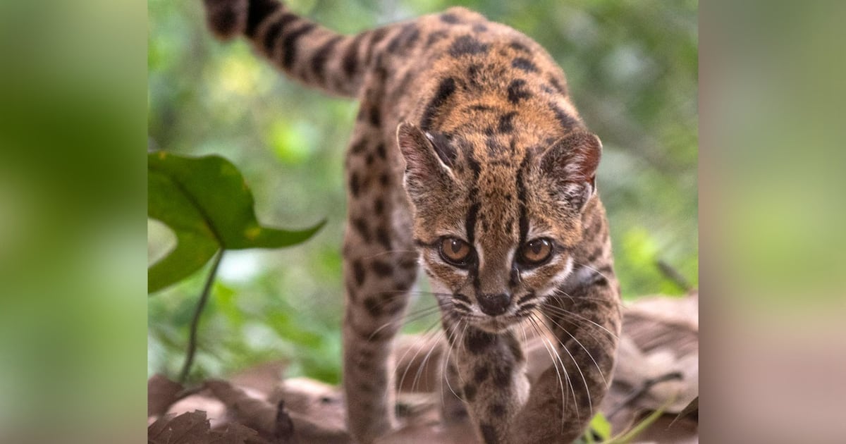 Leopardo Tilcayo: Así es el pequeño felino de Bolivia, primera especie nueva descubierta en 100 años