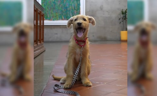Llega "Rollo" a trabajar a Palacio Nacional; Presidencia adopta a cachorro mestizo