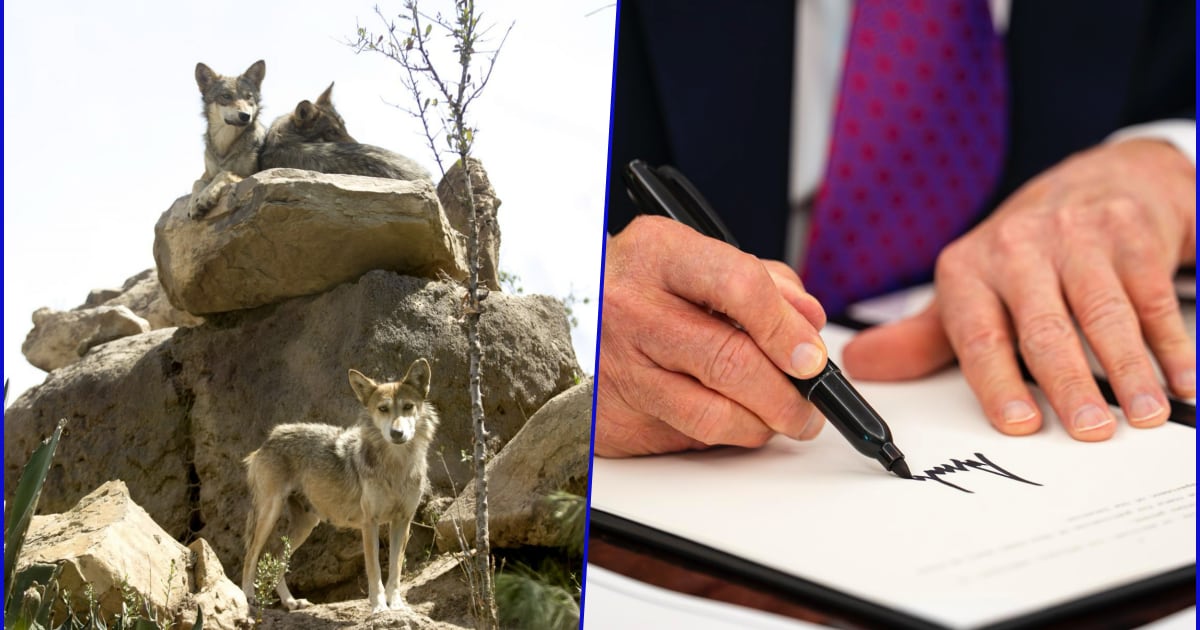 ¿Lobos grises mexicanos en peligro? Trump ordena revisar si deben perder protección federal