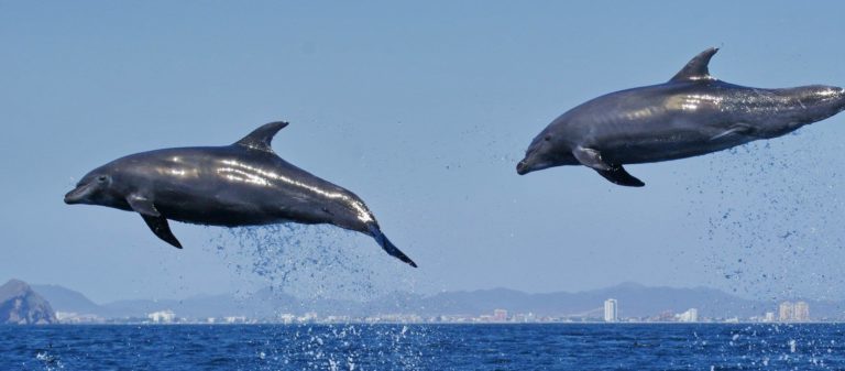 Mar de Cortés: el acuario del mundo