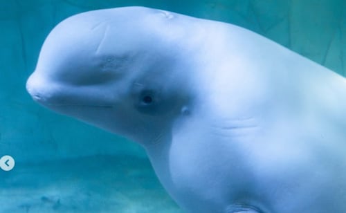 Mueren 4 belugas y un delfín tras ser trasladados a Chicago y Valencia; critican a acuario canadiense por estado de sus animales