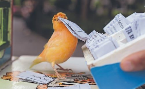 Pajaritos de la suerte; trabajo folclórico